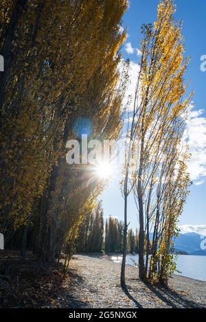 Herbstbäume, die von der Nachmittagssonne am Ufer des Lake Wanaka, Südinsel, beleuchtet werden. Vertikales Format Stockfoto