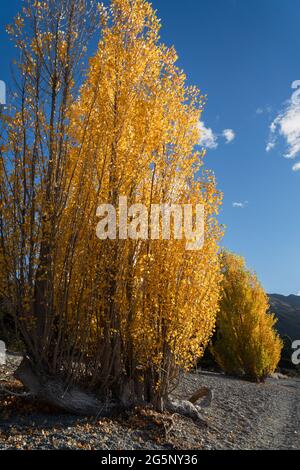 Gelbe Herbstbäume am Ufer des Lake Wanaka, Südinsel. Vertikales Format Stockfoto