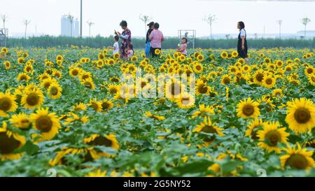 29. Juni 2021, Binzhou, Binzhou, China: 28. Juni, 2021, Binzhou, Shandong. Im Dorf Chujia, Stadt Binzhou, sind mehr als 100 Hektar Sonnenblumen, die im Dorf mitgepflanzt wurden, für die Sonne geöffnet, was eine große Anzahl von Touristen anzieht, um die Blumen zu sehen. (Bild: © SIPA Asia via ZUMA Wire) Stockfoto