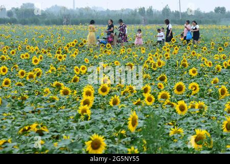 29. Juni 2021, Binzhou, Binzhou, China: 28. Juni, 2021, Binzhou, Shandong. Im Dorf Chujia, Stadt Binzhou, sind mehr als 100 Hektar Sonnenblumen, die im Dorf mitgepflanzt wurden, für die Sonne geöffnet, was eine große Anzahl von Touristen anzieht, um die Blumen zu sehen. (Bild: © SIPA Asia via ZUMA Wire) Stockfoto