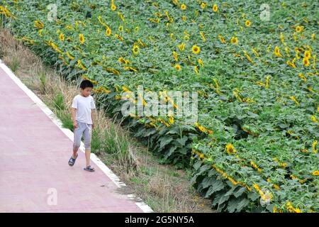 29. Juni 2021, Binzhou, Binzhou, China: 28. Juni, 2021, Binzhou, Shandong. Im Dorf Chujia, Stadt Binzhou, sind mehr als 100 Hektar Sonnenblumen, die im Dorf mitgepflanzt wurden, für die Sonne geöffnet, was eine große Anzahl von Touristen anzieht, um die Blumen zu sehen. (Bild: © SIPA Asia via ZUMA Wire) Stockfoto