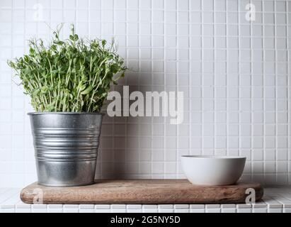 Frische Erbsen sprießen (pisum sativum) im Blumentopf aus Metall und weiße Schale auf Holzbrett. Speicherplatz kopieren Stockfoto