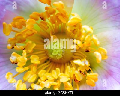 Nahaufnahme der Hunderose (Rosa Canina) Stockfoto