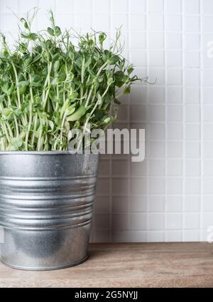 Frische Erbsen sprießen (pisum sativum) im Blumentopf aus Metall. Speicherplatz kopieren Stockfoto