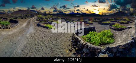 Landschaftlich reizvolle Landschaft mit vulkanischen Weinbergen. Lanzarote. Kanarische Inseln. Spanien. La Geria Weinberg auf schwarzem vulkanischen Boden. Stockfoto