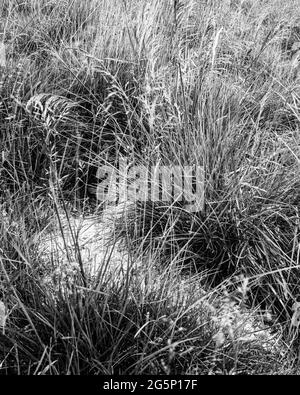 Wildes Gras, das einen Kaninchenbau bedeckt, High Eskeleth, Archengarthdale, Yorkshire Dales, Großbritannien Stockfoto