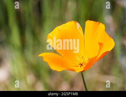 Leuchtender orange-gelber California Poppy (Eschschscholzia Californica) im Sonnenschein Stockfoto