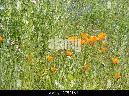 Abschnitt einer Wildblumenwiese, attraktiv für Bienen und Schmetterlinge, mit gelben kalifornischen Mohnblumen und blauen Kornblumen Stockfoto