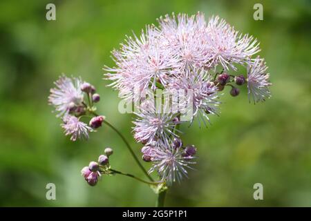 Nahaufnahme der Columbine Meadow-rue oder der französischen Meadow-rue (Thalictrum aquilegiifolium) vor einem natürlichen grünen Bokeh-Hintergrund Stockfoto