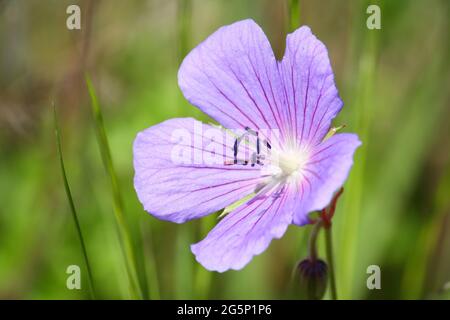 Nahaufnahme einer blau-violetten Wiesenkrane-Schnabelblume (Geranium pratense), auch bekannt als Wiesenkranium Stockfoto