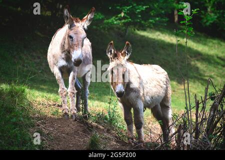 Zwei Esel auf der Wiese auf den Bergamo Alpen in Italien Stockfoto