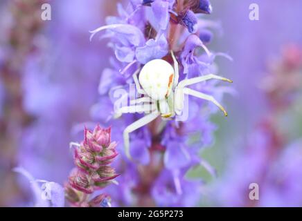 Eine kleine weiße Blütenkrabbenspinne (Misumena vatia) wartet darauf, eine Biene auf blau-violetten Salvia nemorosa-Blüten zu fangen Stockfoto