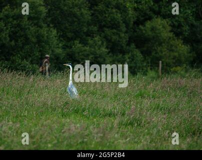 Ein Reiher steht auf einem Feld mit langem Gras auf der Wache, während der Fliegenfischer in der Ferne am Flussufer patrouilliert Stockfoto