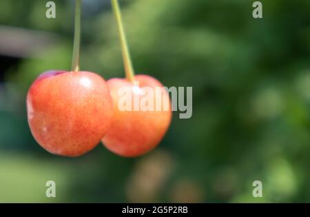 Zwei reife Kirschen, Nahaufnahme. Reife, saftige Beeren. Sommer rote Früchte und Beeren. Zwei reife rote Süßkirschen im Sommer im Garten mit verschwommener Folia Stockfoto
