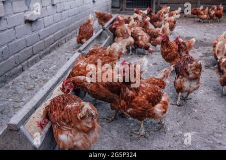 Herde von roten gefiederten Hühnern im Hof der Hühnerfarm. Hausgeflügel. Stockfoto