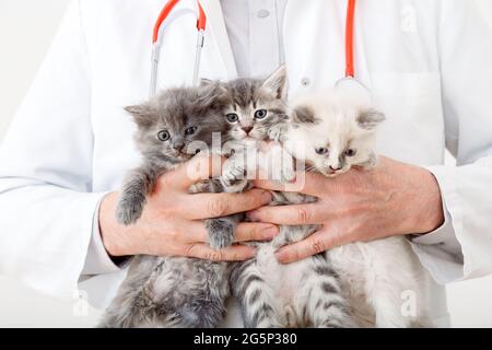 3 Kätzchen in ärztlicher Hand in der Tierklinik. Kleine flauschige Gruppe von Katzen bei Tierarzttermin. Mann Tierarzt Arzt hält viele Kätzchen Katzen für die Kontrolle Stockfoto