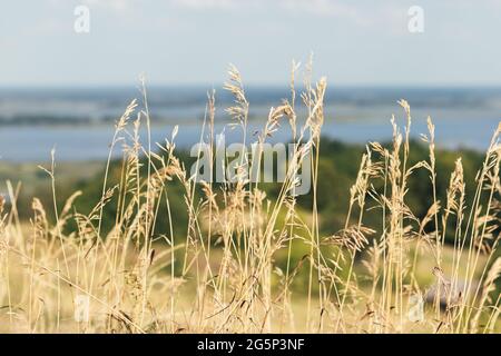 Wunderschöne Dornen und getrocknete Pflanzen vor einem verschwommenen Naturhintergrund. Selektiver Fokus. Nahaufnahme Stockfoto