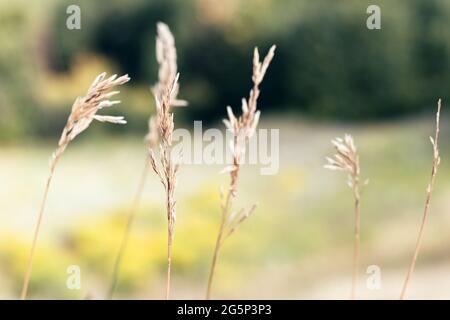 Wunderschöne Dornen und getrocknete Pflanzen vor einem verschwommenen Naturhintergrund. Selektiver Fokus. Nahaufnahme Stockfoto