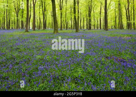 Bluebell Holz mit Buchen, Andover, Hampshire, England, Vereinigtes Königreich, Europa Stockfoto