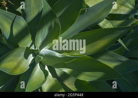 Agave im exotischen Garten von Monaco. Französische riviera. Stockfoto