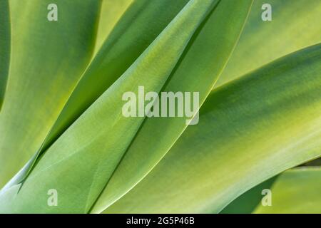 Agave im exotischen Garten von Monaco. Französische riviera. Stockfoto