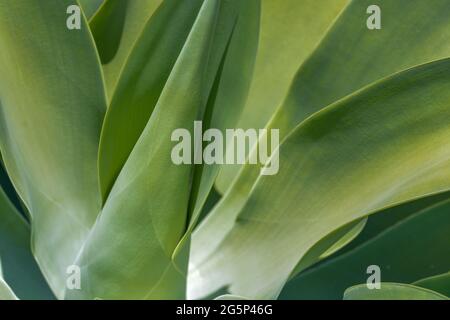 Agave im exotischen Garten von Monaco. Französische riviera. Stockfoto