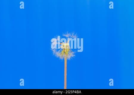 Dandelion mit abgefallenen Samen auf blauem Hintergrund, Nahaufnahme Stockfoto
