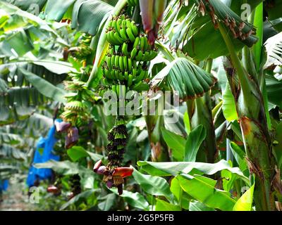 Unreife grüne Bananen auf einer Bananenplantage in Israel. Unscharfer Hintergrund. Stockfoto