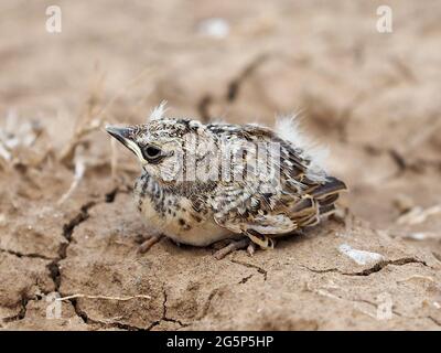 Das kleine Haubenlerchsküken sitzt auf trockenem Boden. Unscharfer Hintergrund. Stockfoto