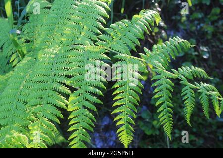 Grüner Farn tropischer Pflanzen Indonesiens. Gefunden im tropischen grünen Wald Indonesiens Stockfoto