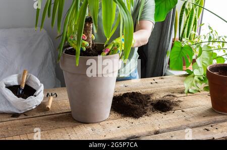 Eine Frau pflanzte eine hausgemachte Yucca-Blume in einen großen Tontopf, einen Holztisch mit Blumen in der Nähe des Fensters Stockfoto
