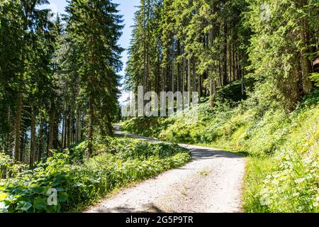 Alpine Sommer Blick auf eine Schotterstraße durch grüne Bäume. Wandern in der Schönheit der österreichischen Alpen, in Salzburg Stockfoto