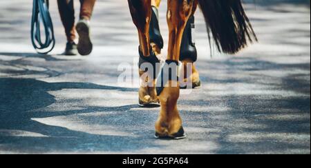 Eine Rückansicht eines Pferdezüchters, der mit einem Sauerampfer läuft, das an einem sonnigen Tag mit Schafhufen auf den Asphalt tritt. Reitsport. Stockfoto
