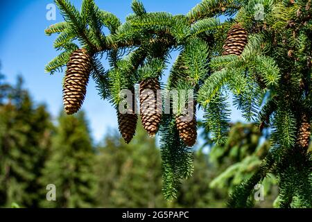 Kiefernzapfen hängen an einem Tannenbaum an einem blauen Himmel und Bäume im Hintergrund an einem sonnigen Tag Stockfoto