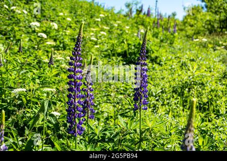 Lupinenwildblumen (Lupinus polyphyllus) neben einem Wanderweg in Salzburg Österreich Stockfoto