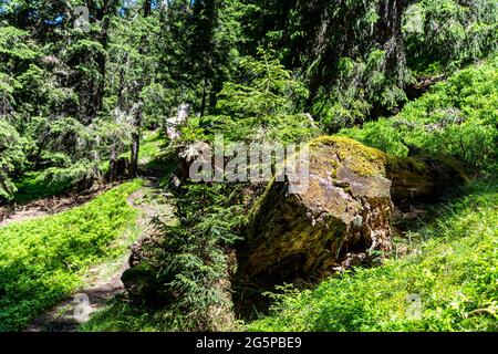 Alpenwald in Österreich. Frisches, lebendiges Grün mit Bäumen an einem sonnigen Sommertag Stockfoto