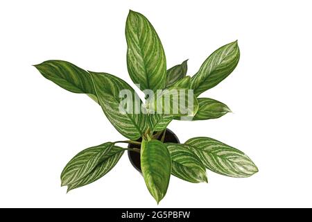 Draufsicht auf exotische 'Aglaonema Stripes'-Zimmerpflanze mit langen Blättern mit silbernem Streifenmuster in Blumentopf isoliert auf weißem Hintergrund