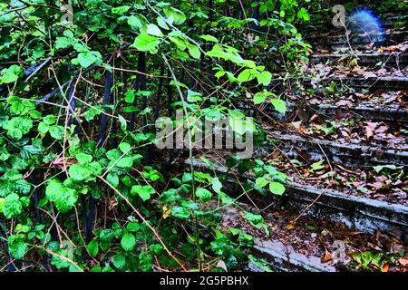 Treppen von üppiger Vegetation überfallen, Konzeptfotografie, Frankreich Stockfoto