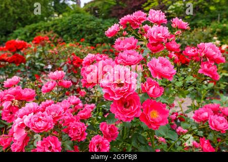 Schöne rote Rosen in einem Garten Stockfoto