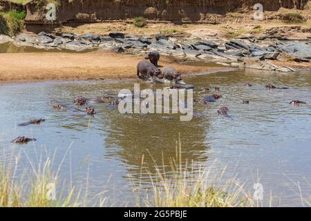 Flusspferde im Mara River Stockfoto