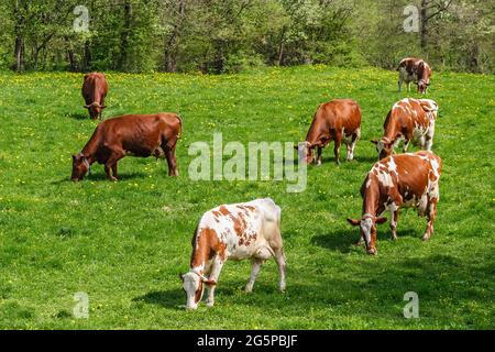 Herde mit Milchkühen auf einer Wiese Stockfoto