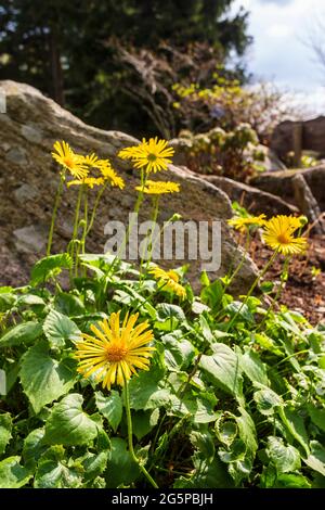 Blühender Sommer blüht ein sonniger Tag Stockfoto