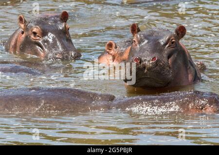 Flusspferde im Wasser Stockfoto