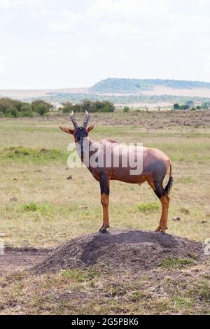 Topi auf die Savannen des Masai Mara Stockfoto