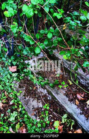 Treppen von üppiger Vegetation überfallen, Konzeptfotografie, Frankreich Stockfoto