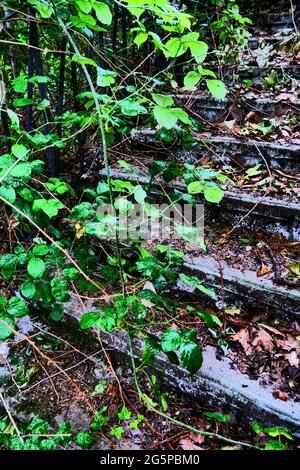 Treppen von üppiger Vegetation überfallen, Konzeptfotografie, Frankreich Stockfoto