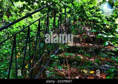 Treppen von üppiger Vegetation überfallen, Konzeptfotografie, Frankreich Stockfoto