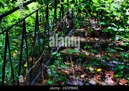 Treppen von üppiger Vegetation überfallen, Konzeptfotografie, Frankreich Stockfoto