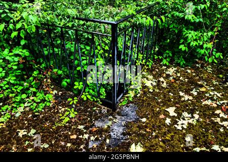 Terrasse von üppiger Vegetation in einem verlassenen Haus überfallen, Konzeptfotografie, Frankreich Stockfoto