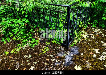 Terrasse von üppiger Vegetation in einem verlassenen Haus überfallen, Konzeptfotografie, Frankreich Stockfoto